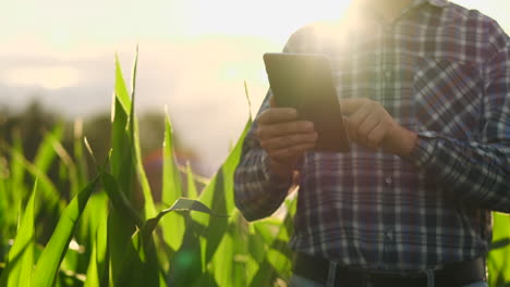 A-male-farmer-with-a-tablet-at-sunset-in-a-field-of-corn-examines-the-plants-and-using-the-application-controls-and-sends-for-analysis-data-on-the-successful-harvest.